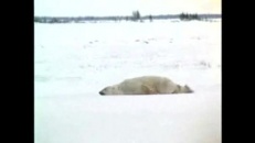 L’ours fatigué