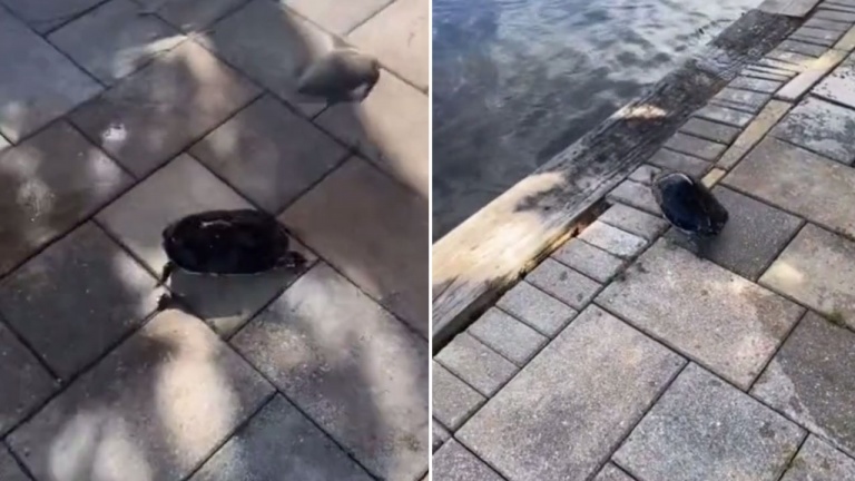 Une fausse réputation colle à tort au dos des tortues…