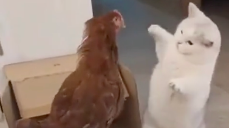 Combat de boxe entre un coq et un chat