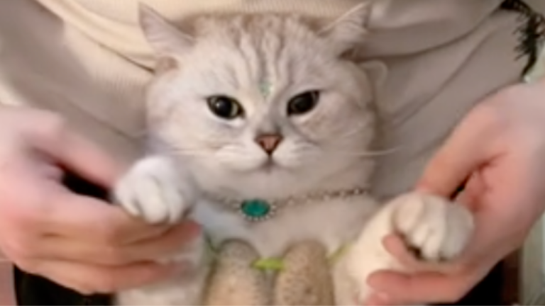 Ce chat sait vraiment danser!