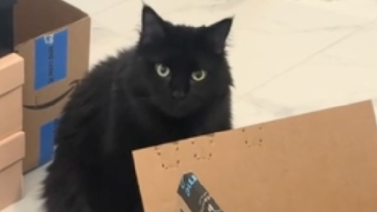 Mon chat est une poinçonneuse