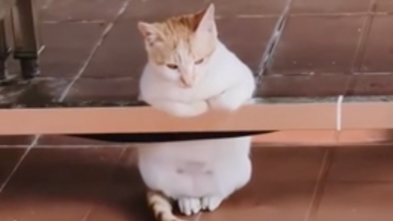 Ces chats savent comment relaxer
