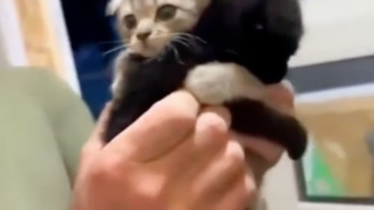 Des chats magnétiques