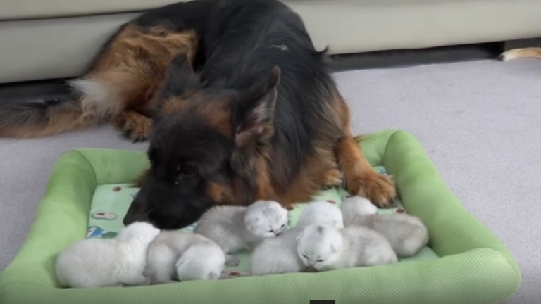 Ce chien adopte des chatons