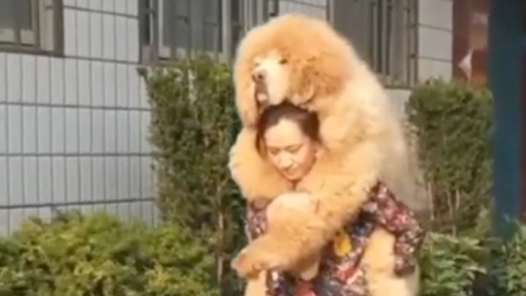 Elle amène son chien pour une marche