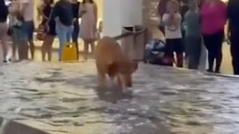 Ce chien vit sa meilleure vie