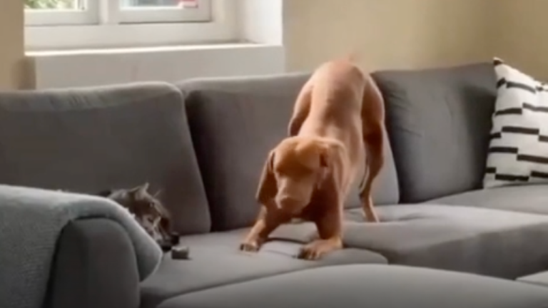 Un chien intimidé... par un chat