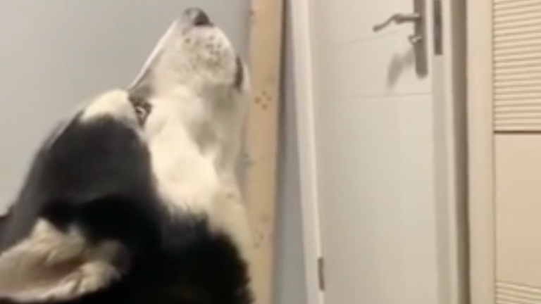 Ce chien se transforme en loup quand le téléphone sonne