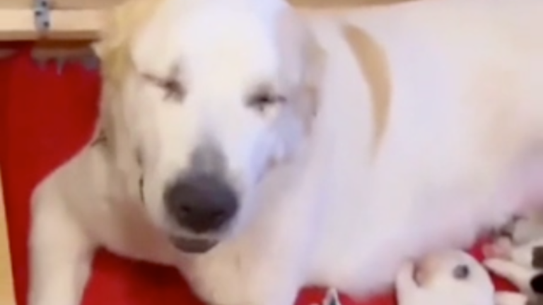 Maman chien fière de ses petits