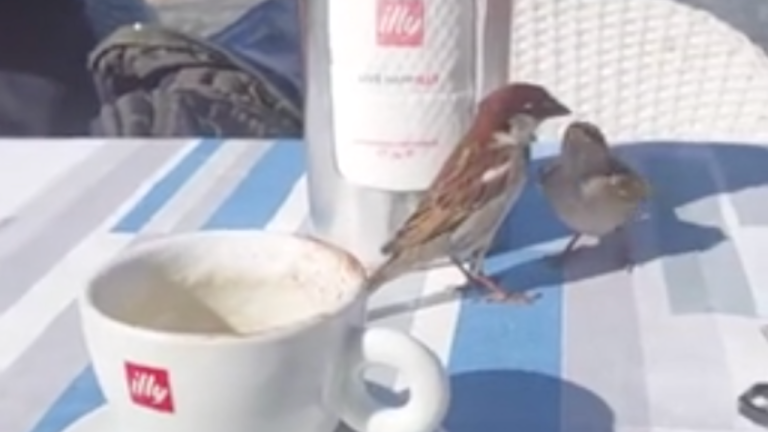 Papa oiseau qui nourrit son petit