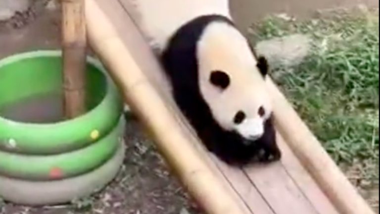 Trop mignons ces pandas