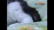 Félix le chat et son hamster