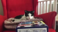Un jeu aussi populaire pour les chats que les humains