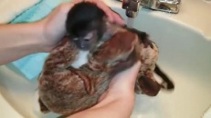Premier bain pour un bébé singe