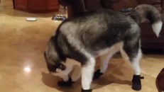 Un chien essaie de marcher avec ses nouvelles bottes