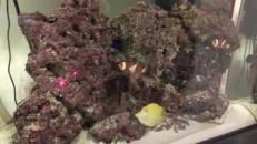 Comment amuser vos poissons