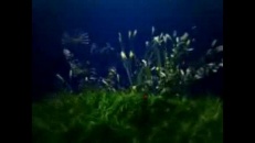 Fleurs qui chantent