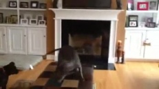 Un chien qui aime sauter!
