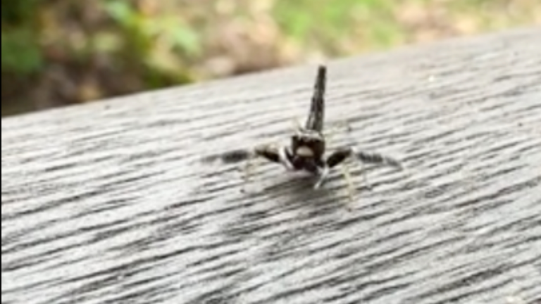 Une araignée qui danse
