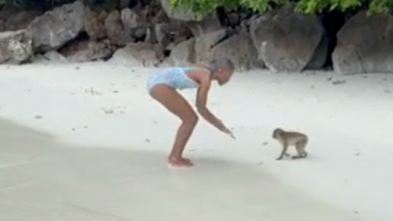 Des petits singes pas si gentils