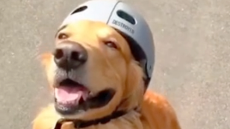La joie d'avoir un labrador