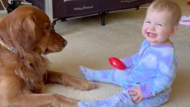 Vive les becs de chien