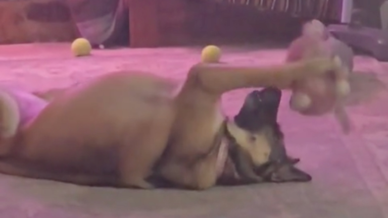 Un gros chien et son petit toutou