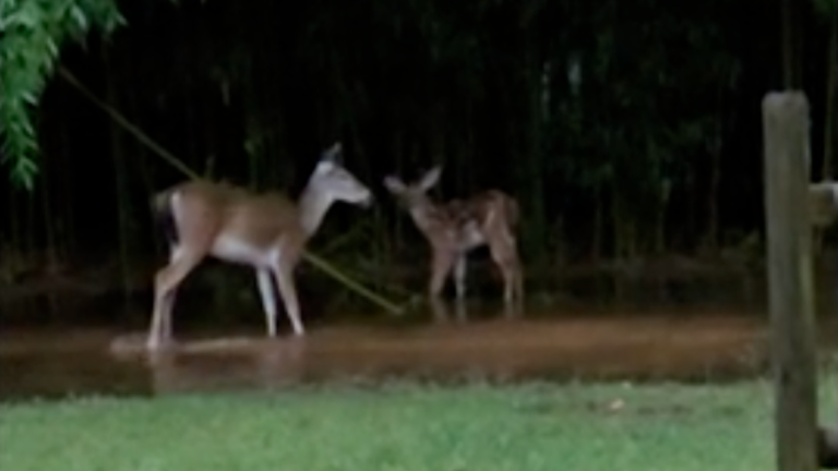 Maman et bébé jouent dans une flaque d'eau