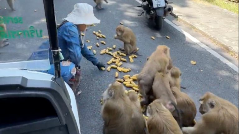 Chaos sur la route