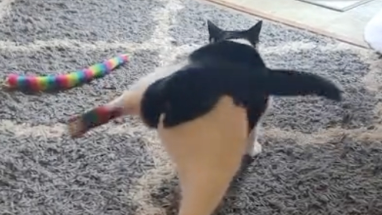 Un chat essaie de retirer ses bas de Noël