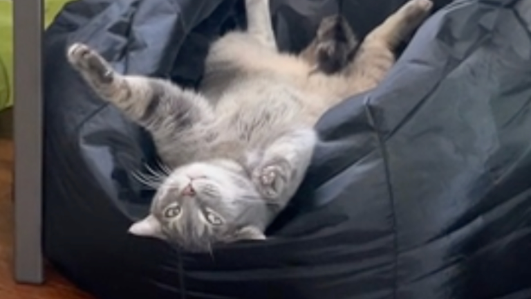 Un chat et son pouf