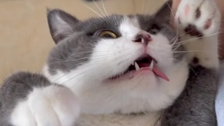 Un chat sur une autre planète