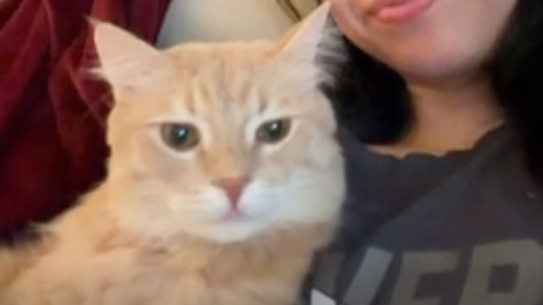 Un chat avec de la jasette