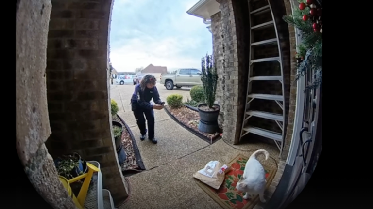 Un chat prend la pose