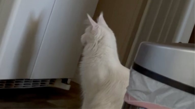 Un nouvel ami?