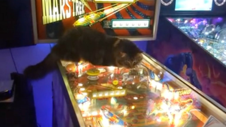 Quand ton chat aime les jeux d'arcade