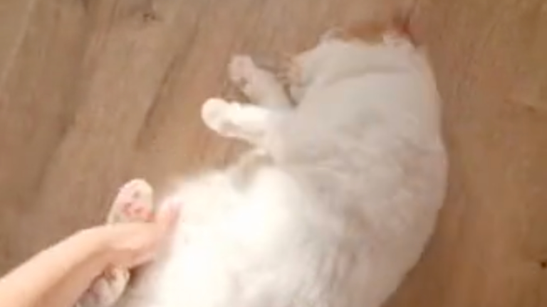 Ce chat aime faire des "ronds ronds"