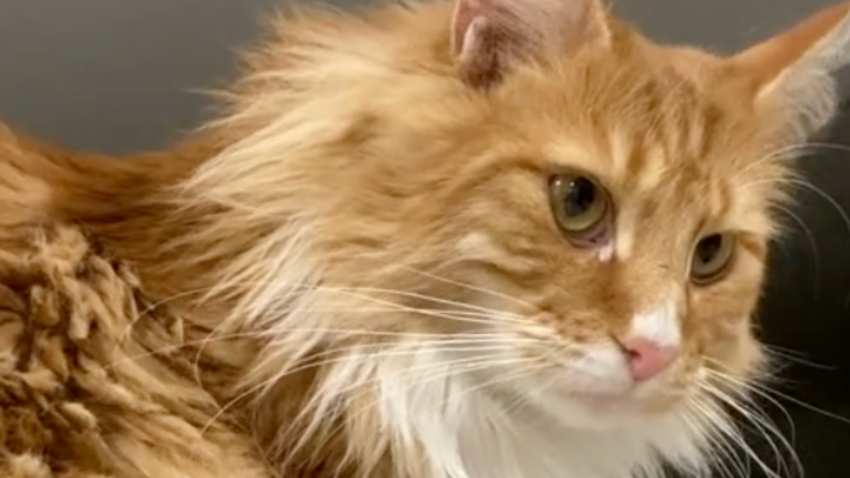 Quand le ruban adhésif lève le coeur