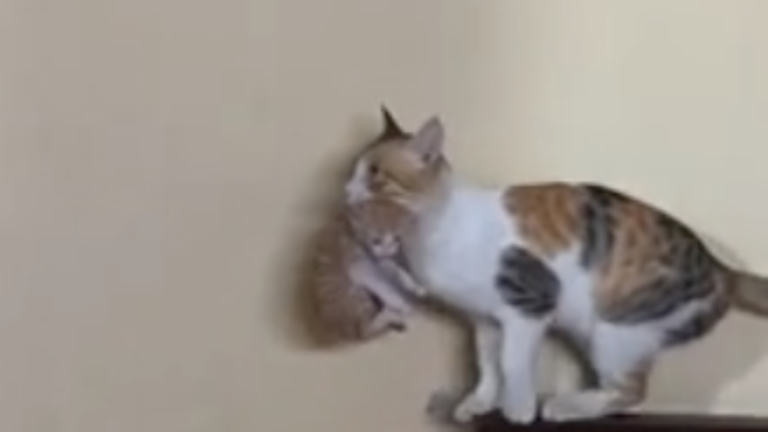 Bébé chaton suit sa maman partout