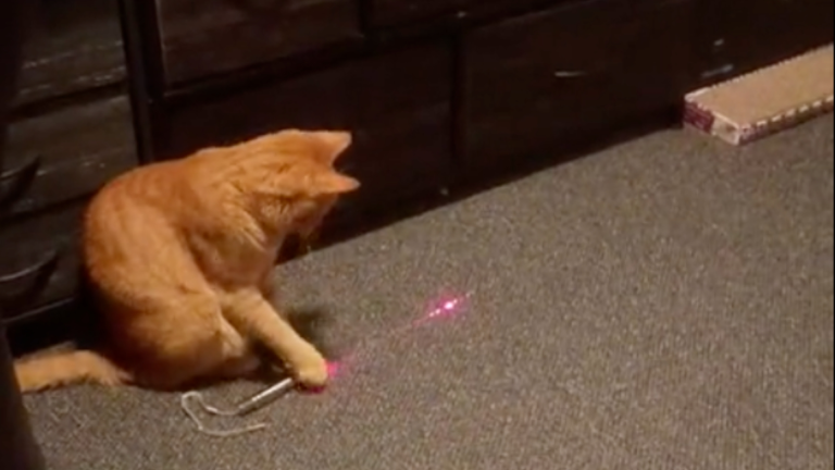 Ce chat pointe lui-même son laser