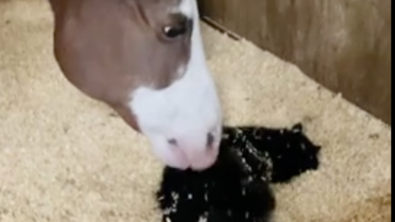 Ce cheval sait comment flatter un chat