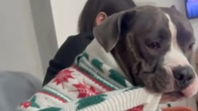 Pas dans l'esprit des Fêtes