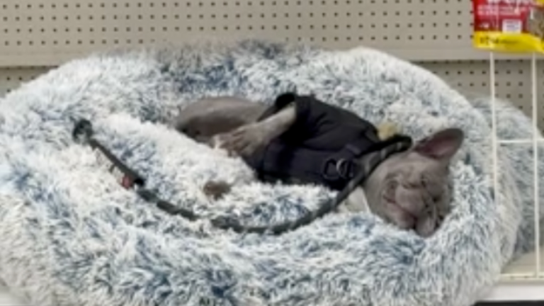 Fatiguant, aller à l'animalerie!