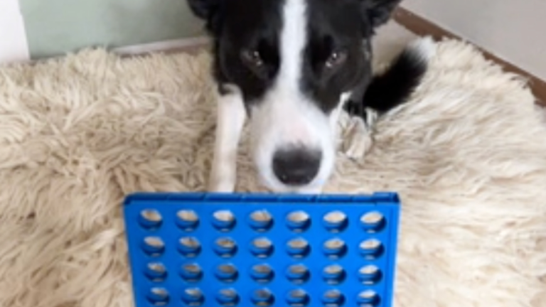 Un champion du jeu Connect 4