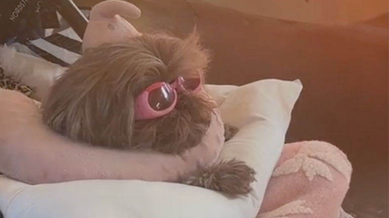 Le petit chien le plus cool au monde