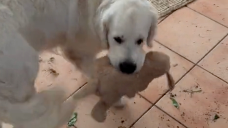 Décore ta vie: version canine
