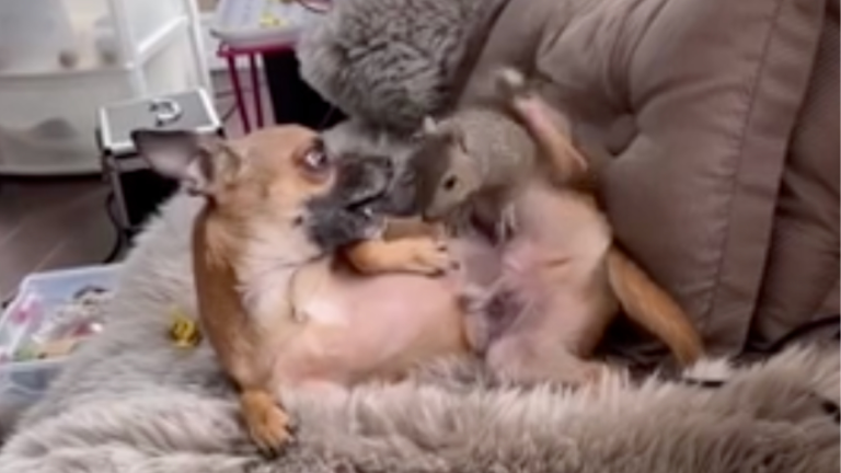 Des amis hors du commum