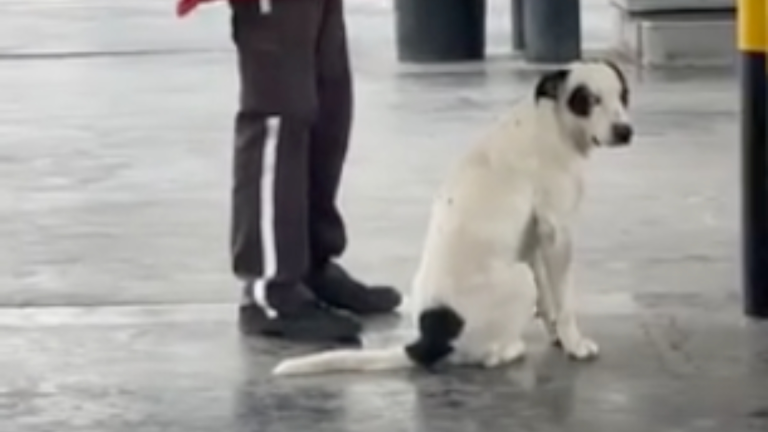 Le meilleur ami du chien