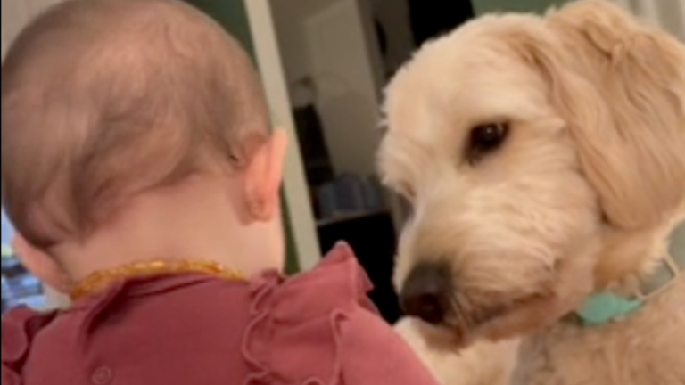 Un chien et son humain préféré