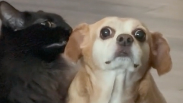 Un petit chien méfiant